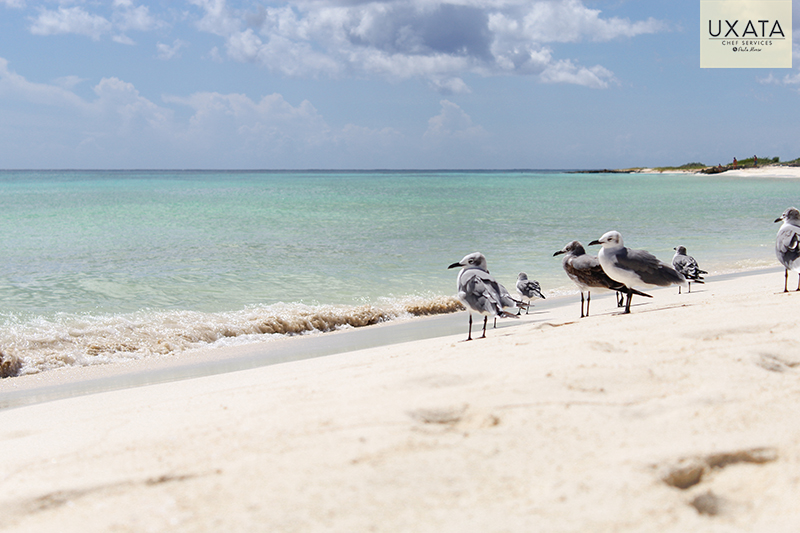 Bird at the beach, white sand and caribbean sea, Soliman Bay, Cooking Classes in Riviera Maya
