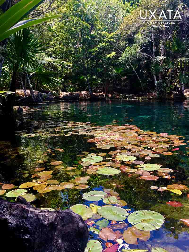 Water lilies in Cenote Tankah, Riviera Maya.