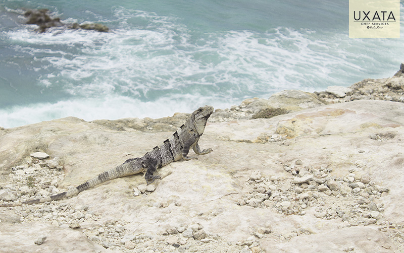 Iguana, white sand beach, and the caribbean sea