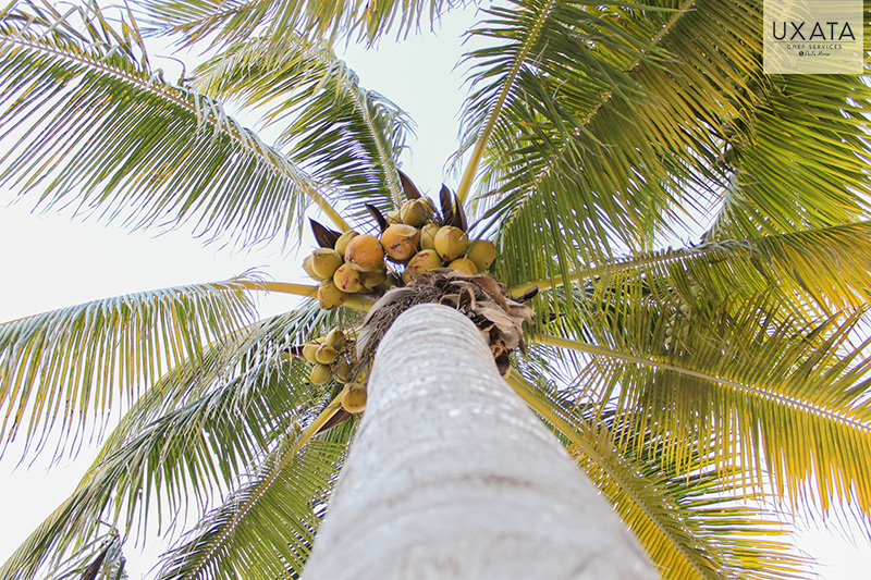 low angle image of a coconut tree with ripe coconuts