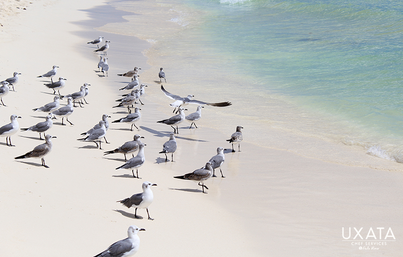 Birds on the shoreline of Playa Paraiso, Riviera Maya, Mexico.